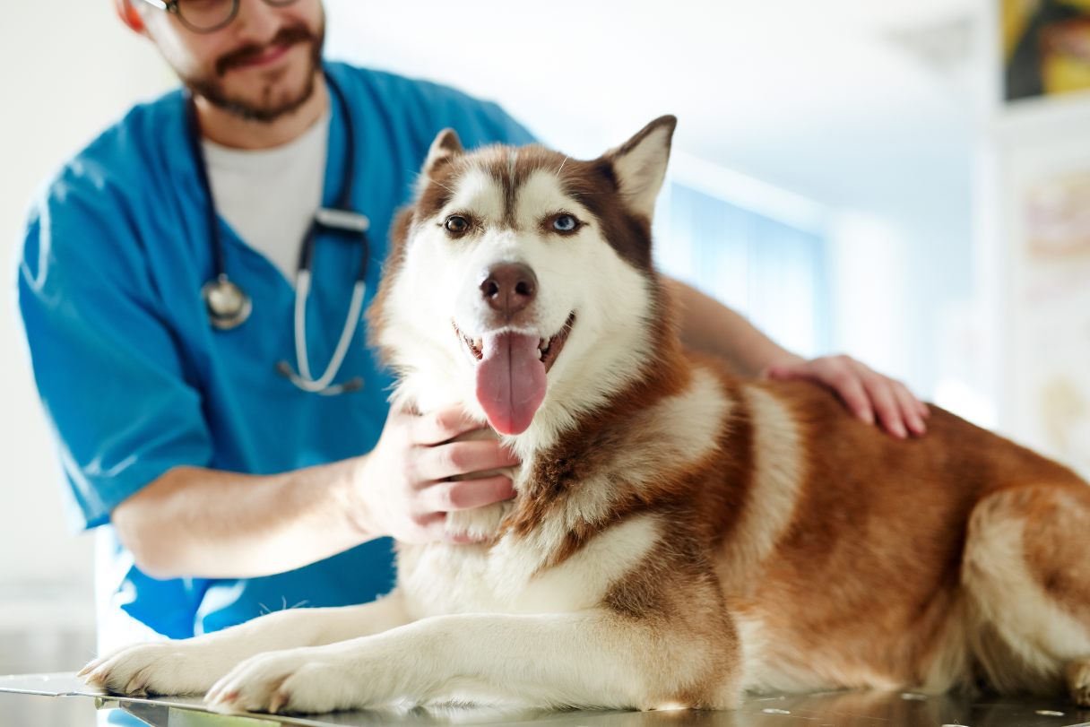 Dog Eye Ulcer: Causes, Symptoms and Treatment Options