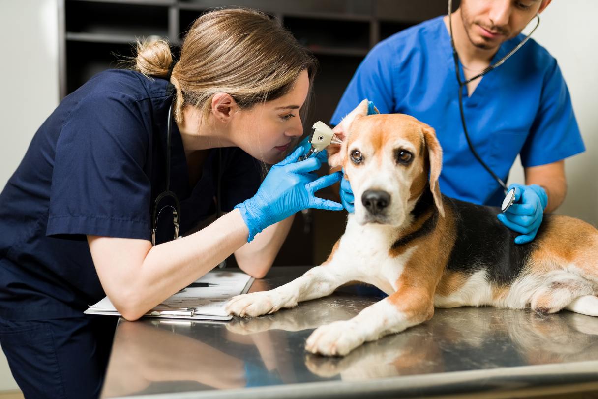 Dog Ear Hematoma Surgery Cost and Procedure Guide