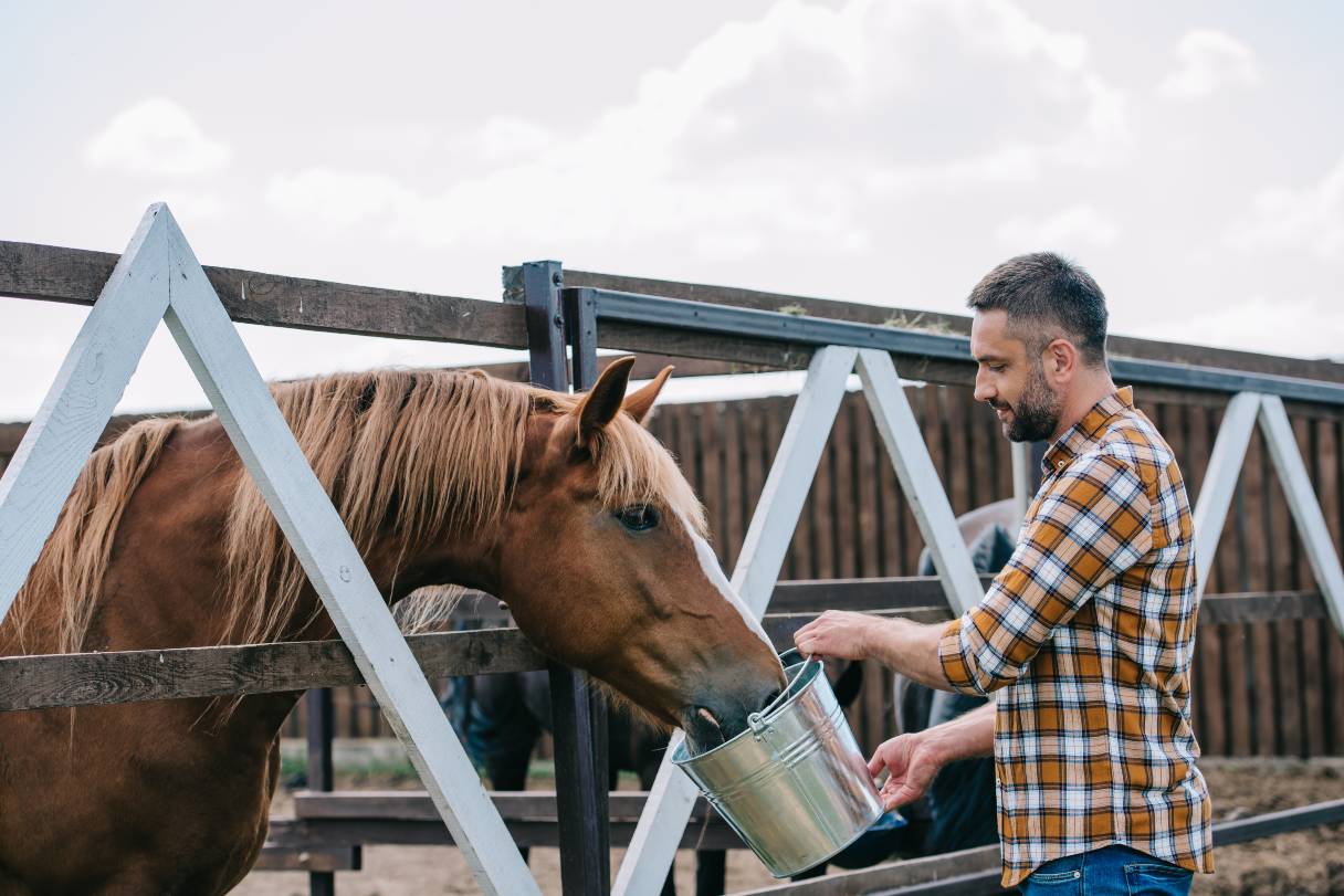 Horse Health 101: Important Information for Every Owner to Know