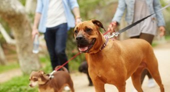 Protect your pets from heartworm disease