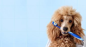 Dog with toothbrush