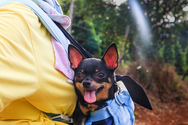 Woman holding chihuahua in a sling on her chest