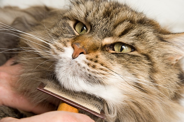 Cat being brushed under its chin