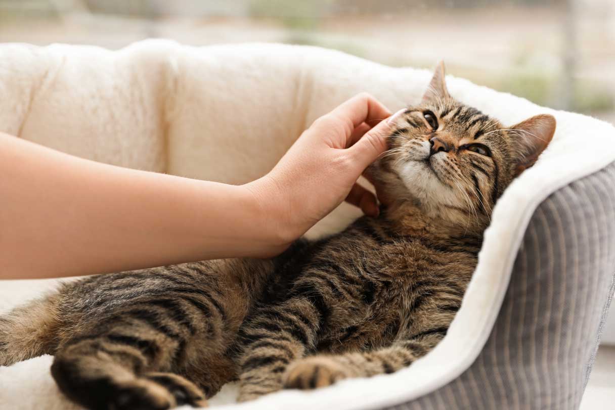 8 Signs Your Cat May Be Pregnant and What to Do Next