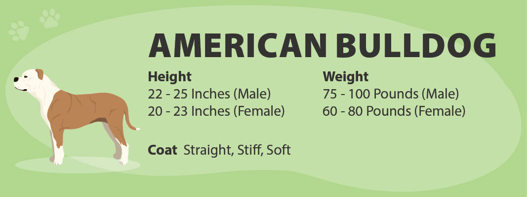 American Bulldog Appearance