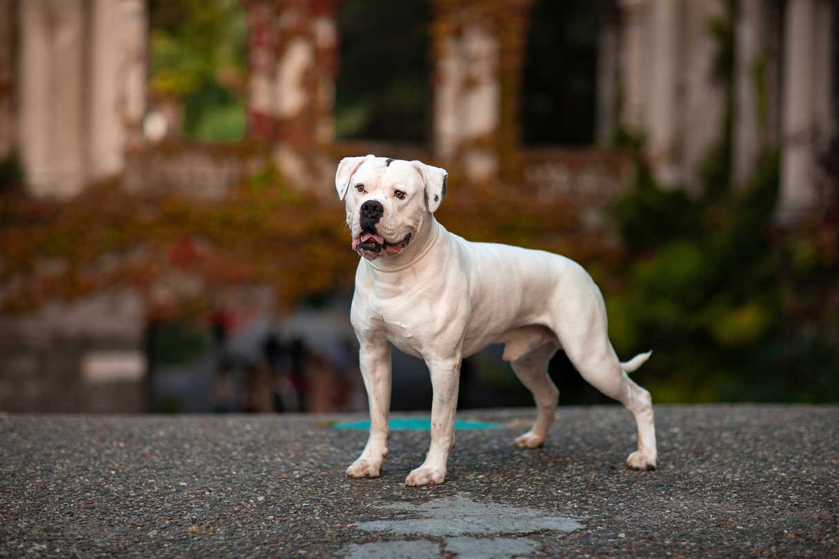 White American Bulldog