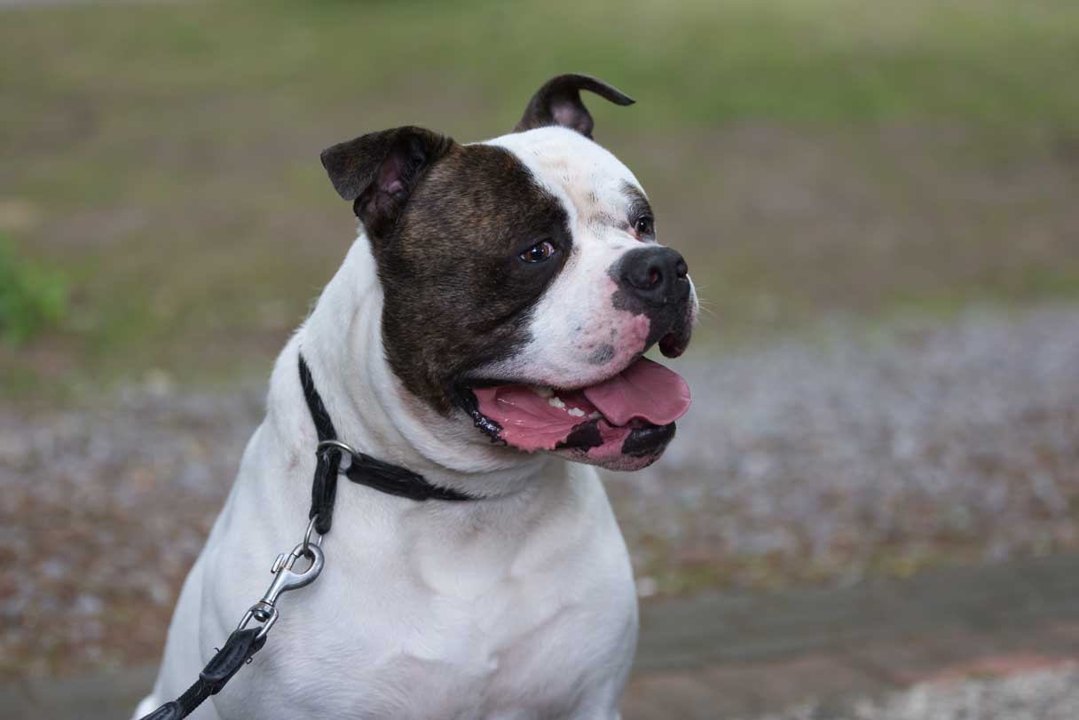 White and brown American Bulldog