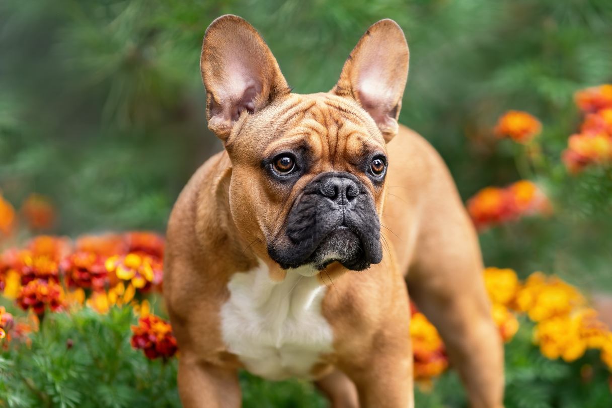 French bulldog