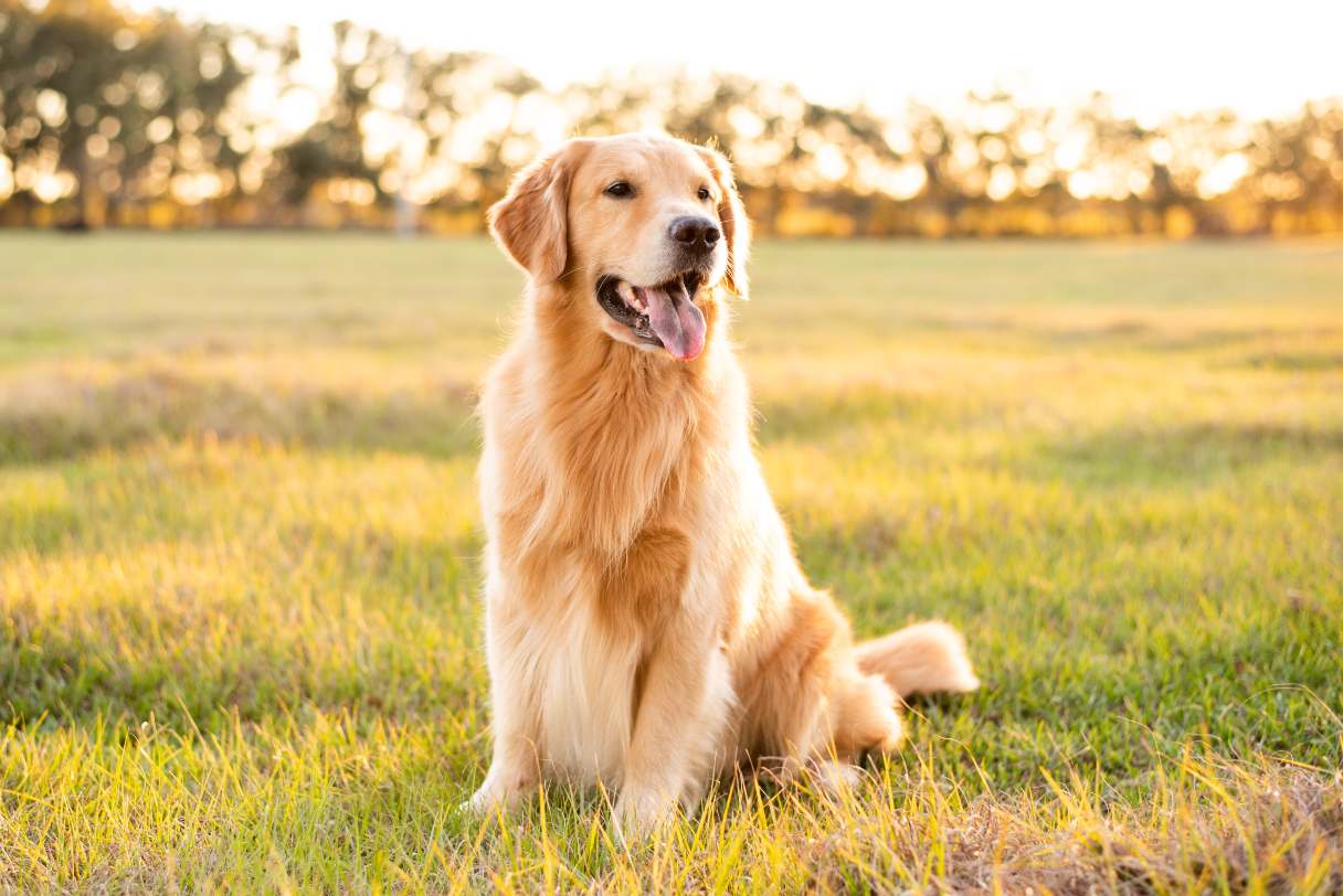 Golden retriever