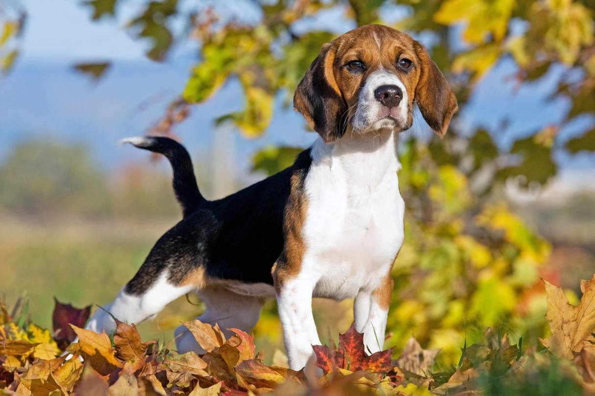 what is a beagle dog look like