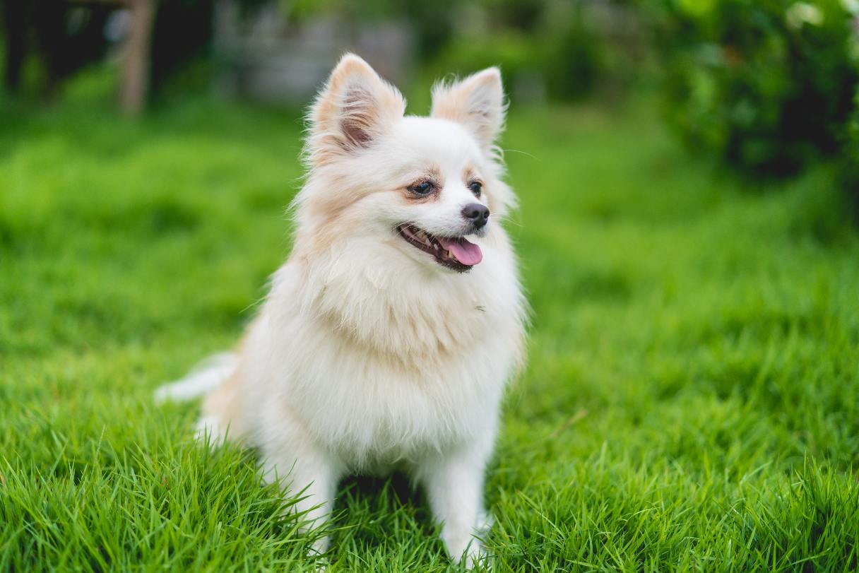 best small dog breeds in India