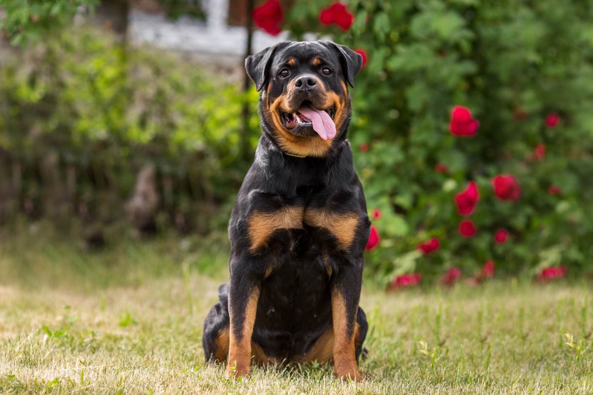 Rottweiler standing on grass