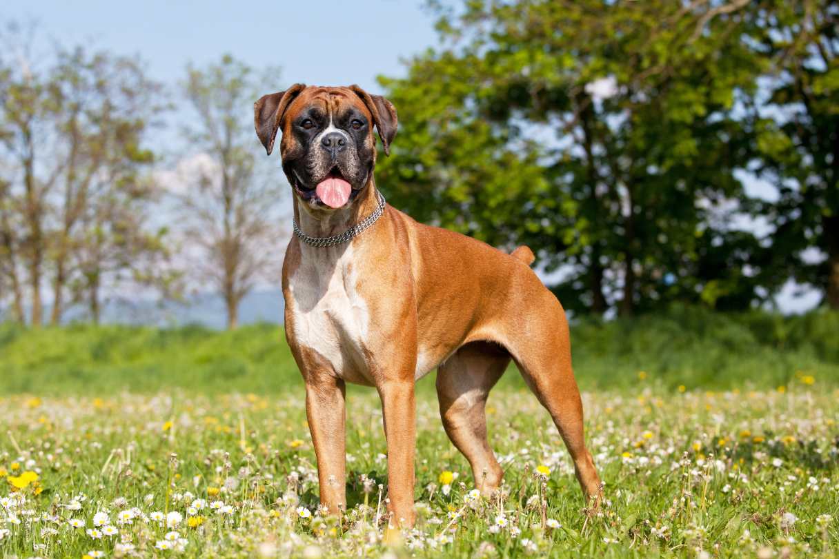 Brown boxer standing in a field