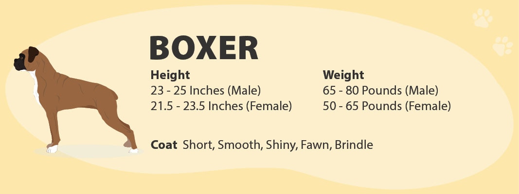 boxer