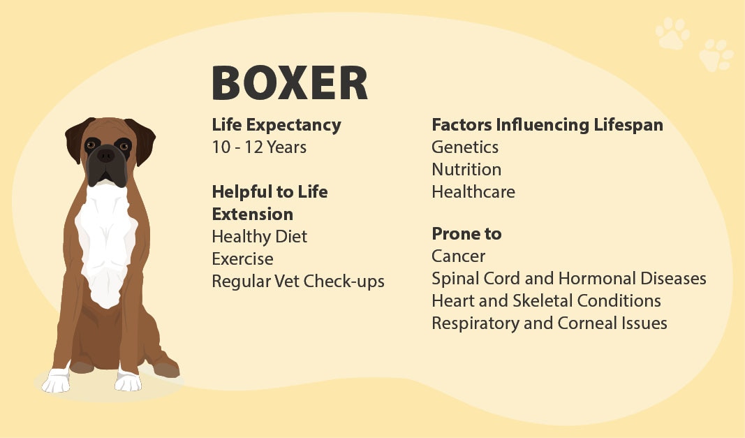 Boxer Dog Breed Health and Wellness Guide