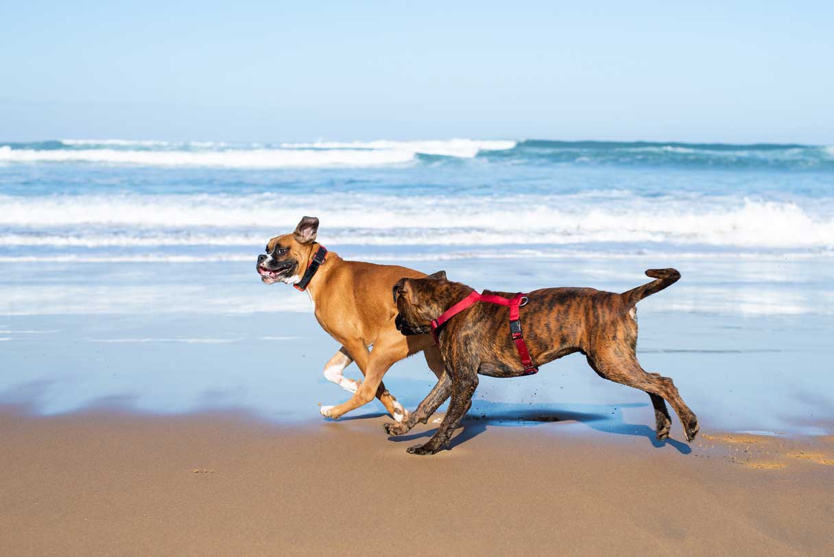 Two boxers walking on beach