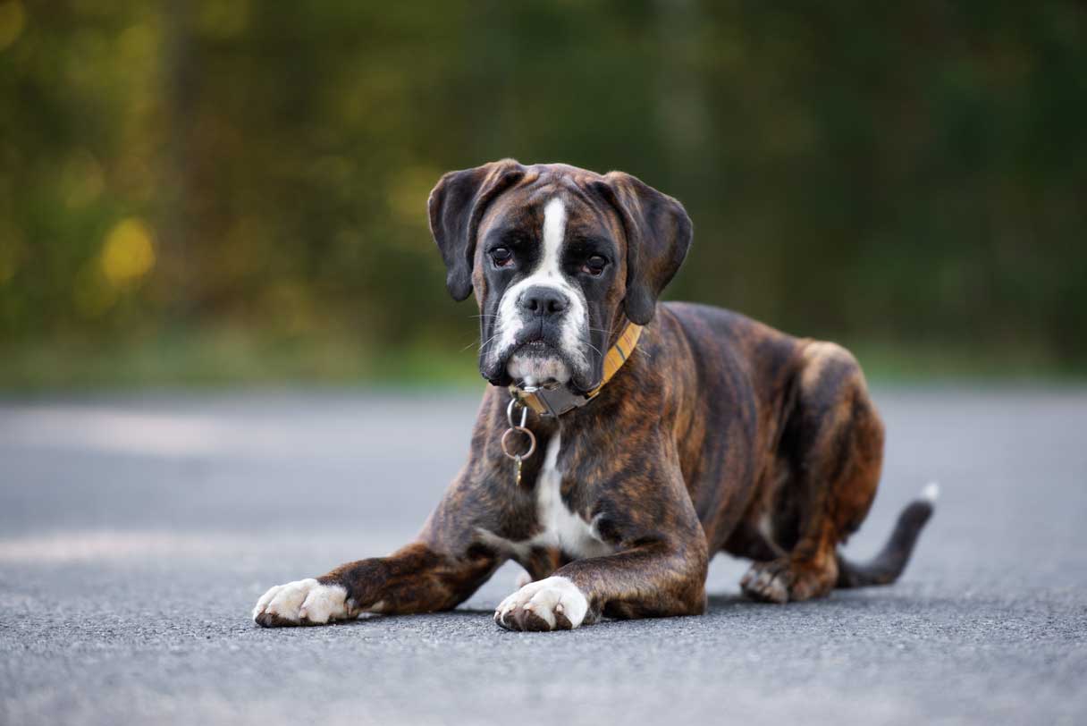 Brindle boxer