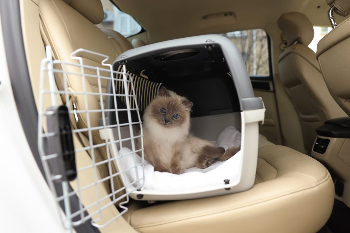 Carrier Tips: Taking Your Cat to the Vet With Less Stress