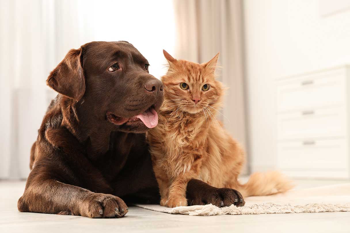 how do dogs and cats get along