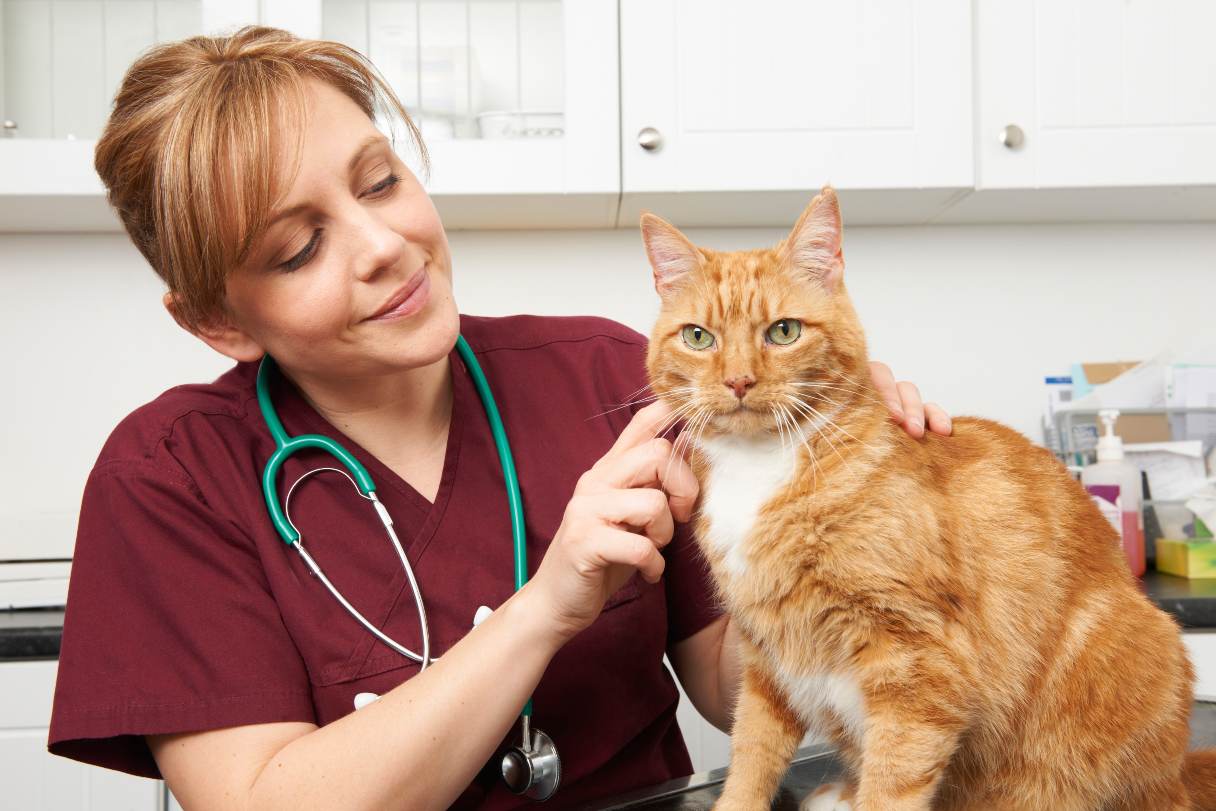 Veterinarian inspecting an orange cat
