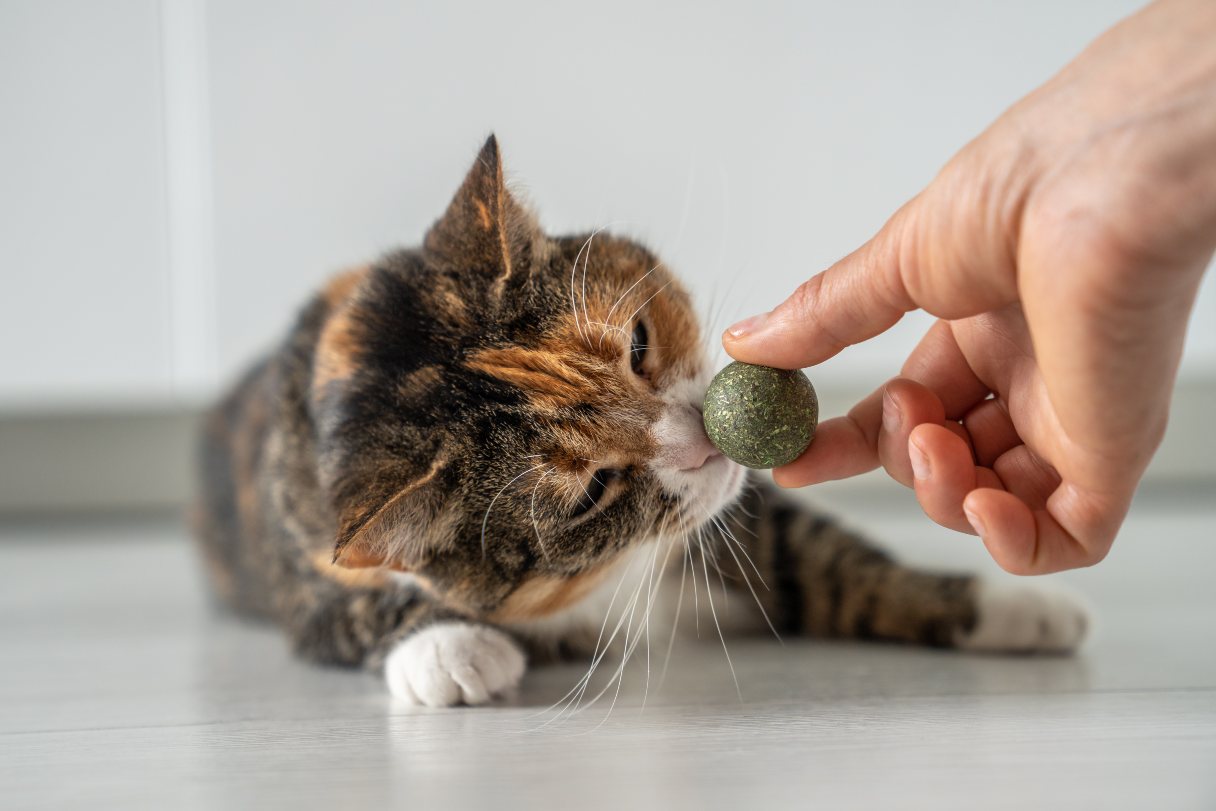 Why Do Cats Go Crazy for Catnip and Is It Safe?