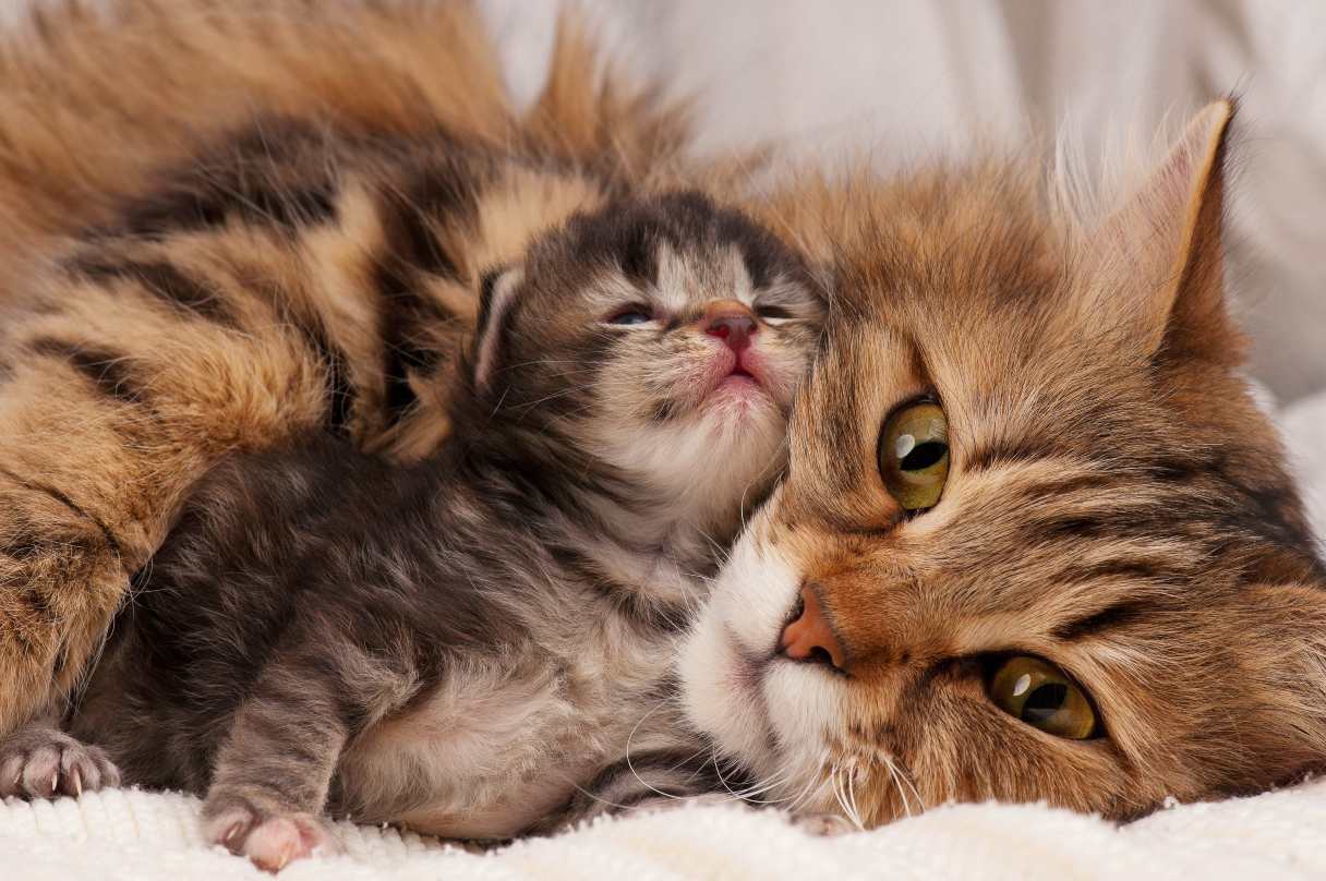 Cat laying with kitten