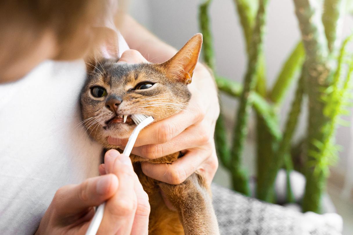 Cat gnawing on a toothbrush