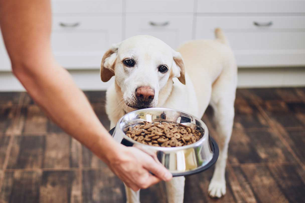 Labrador retriever being presented with a bowl full of dog food