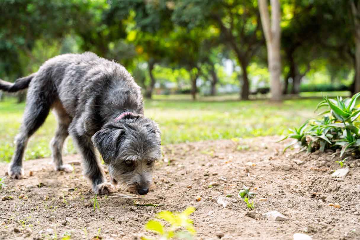 Coccidiosis in Dogs: Causes, Signs, Diagnosis and Treatment