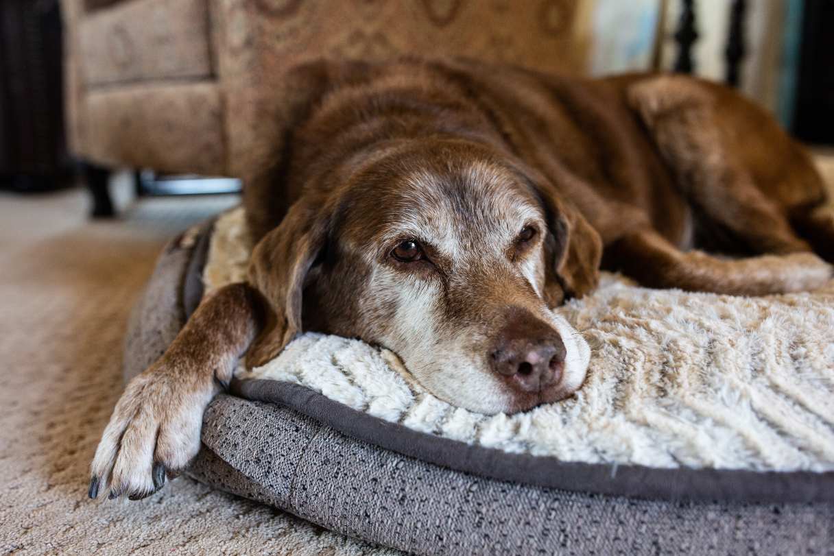 Senior dog laying on dog bed