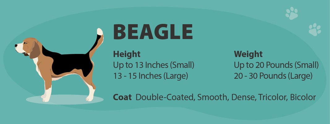 Beagle Dog Breed Guide