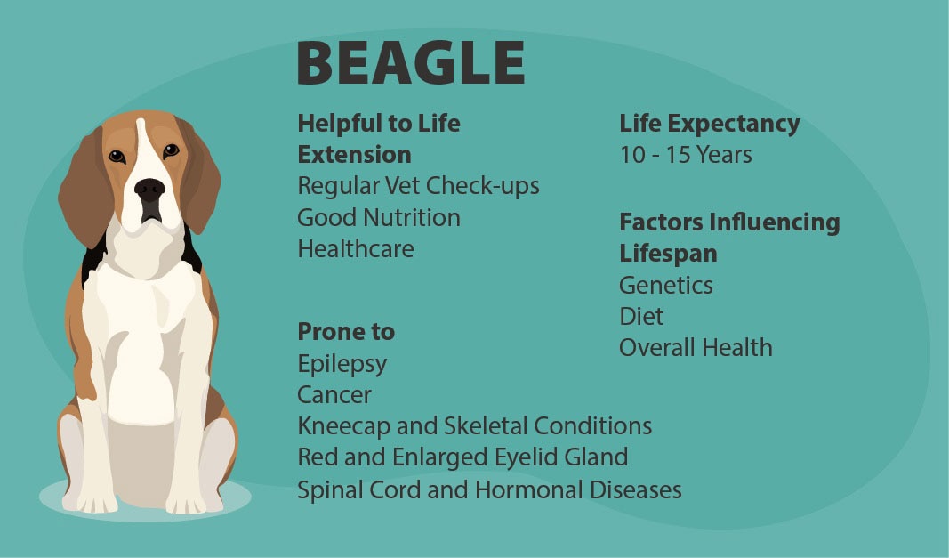 Beagle Lifespan