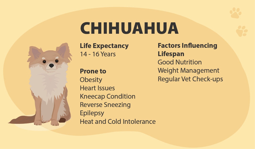 Chihuahua Dog Breed Guide