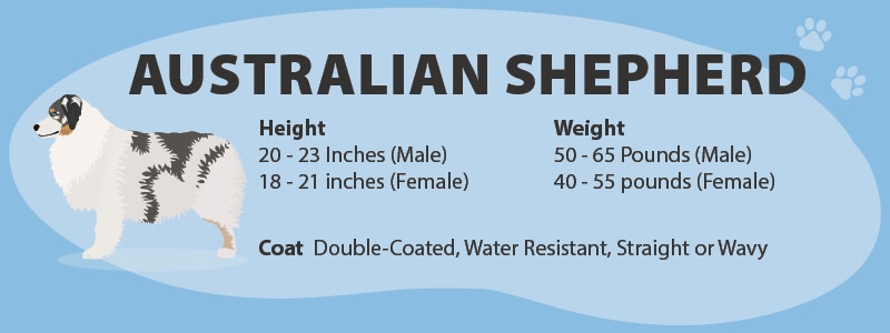 Australian Shepherd Size