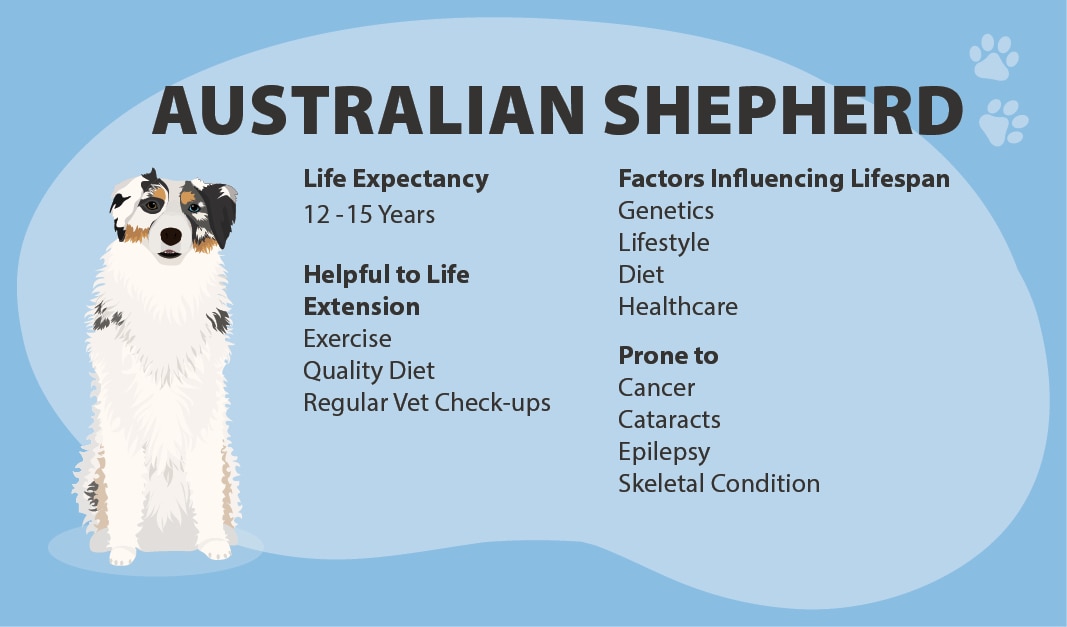 Australian Shepherd Lifespan