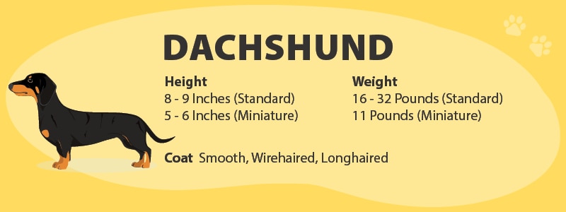 Dachshund size