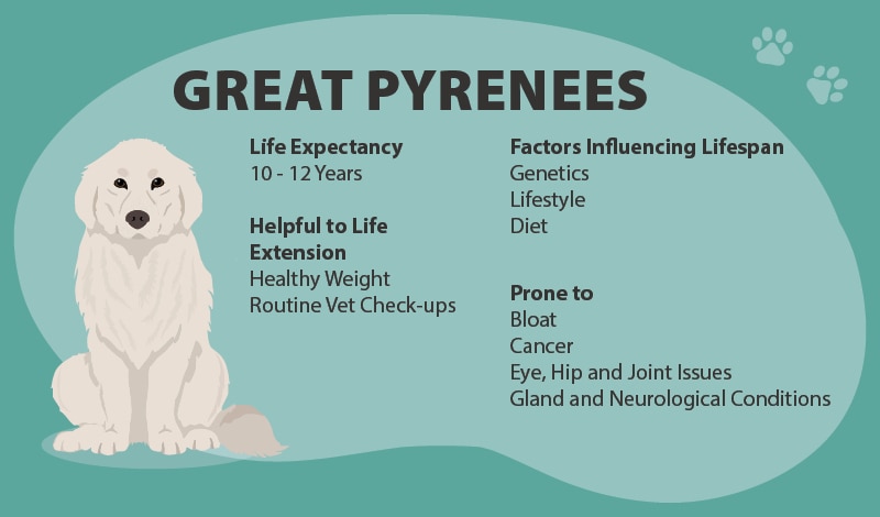 Great Pyrenees lifespan