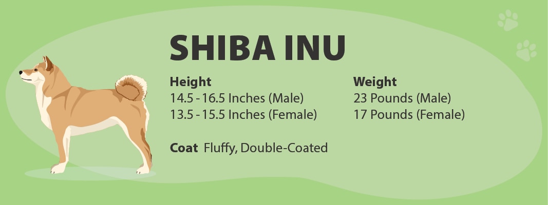 Shiba Inu Size