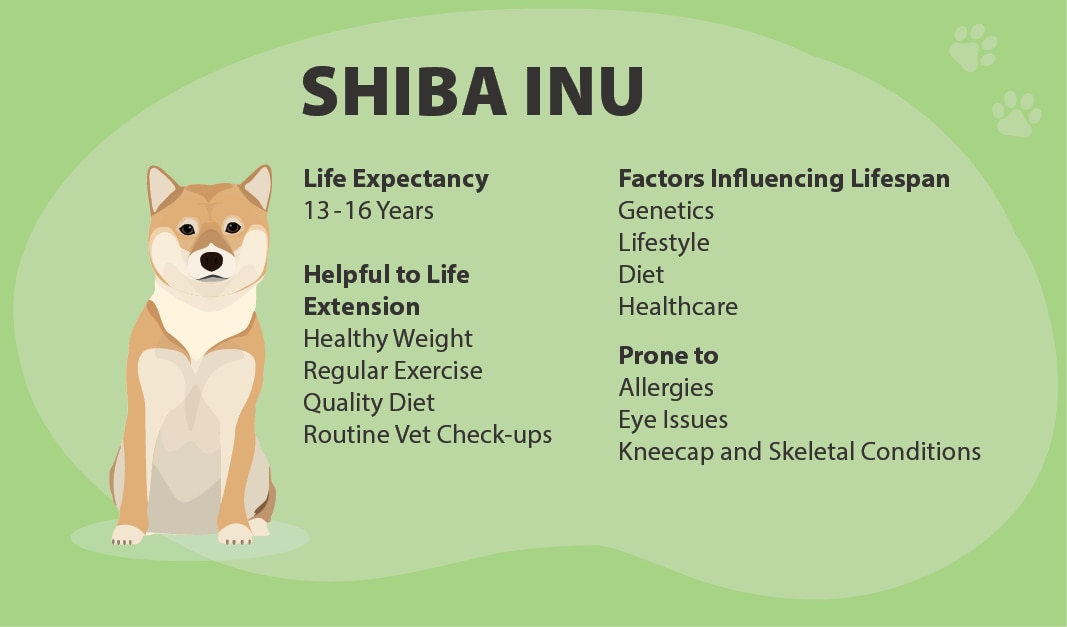 Shiba Inu Lifespan