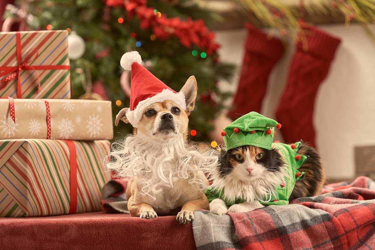 Close-up of a dog and cat sitting under a Christmas tree