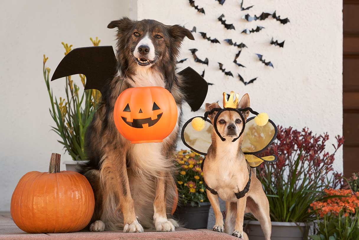 Dogs with Halloween costumes on