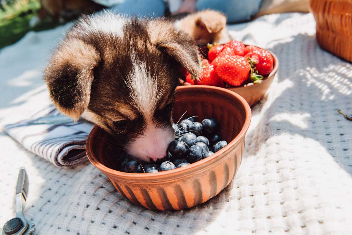 Puppy eating blueberries