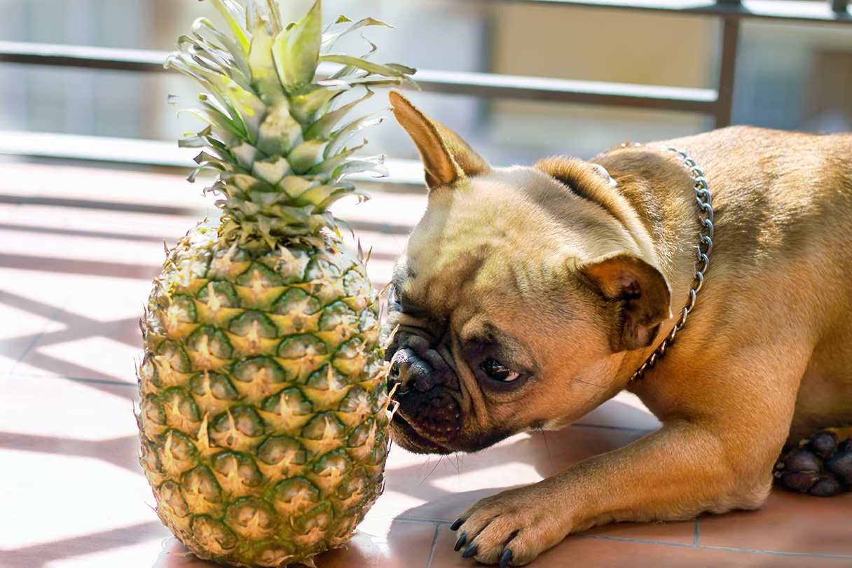 French bulldog sniffing pineapple