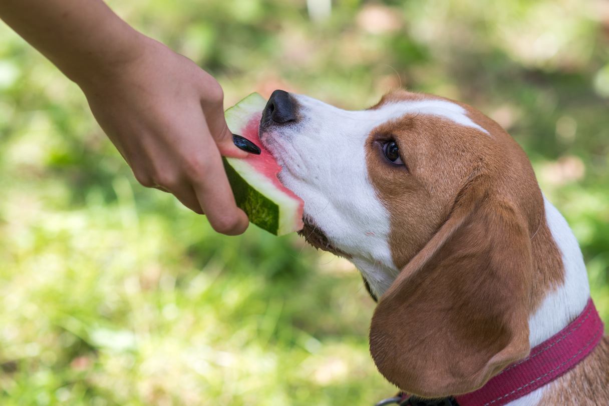 Dog eating watermelon