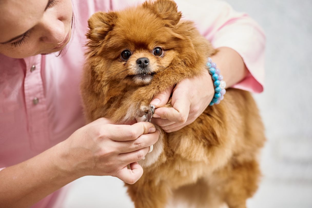 Pomeranian having its nails clipped