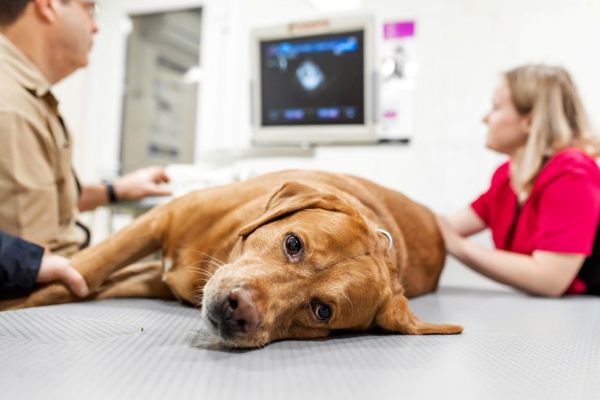 Dog receiving ultrasound