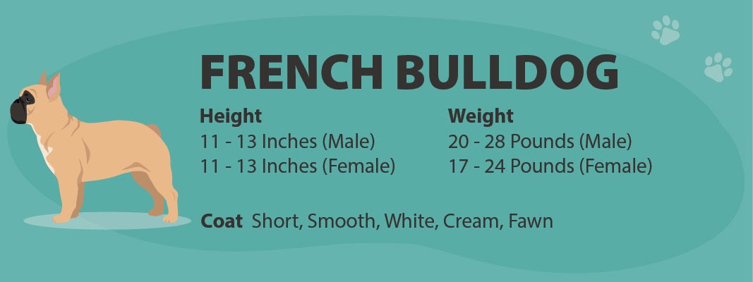 French bulldog average size