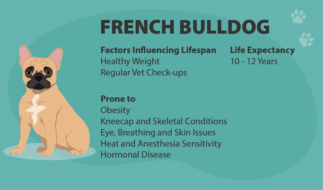 French bulldog life expectancy