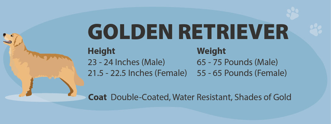 Golden retriever average height and weight