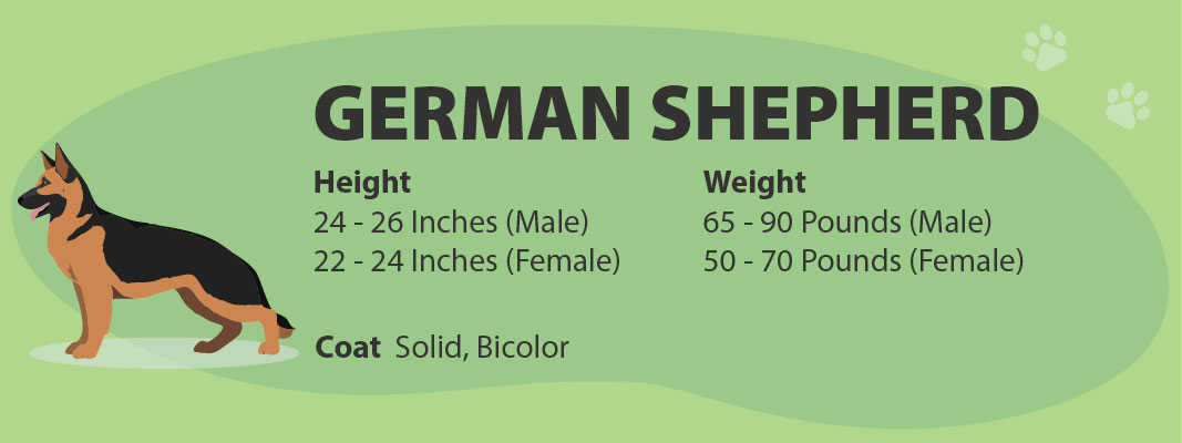 German Shepherd Size